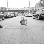 Bronx Rooster 3 by Marisol Díaz