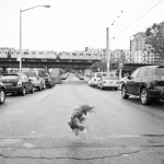 Bronx Rooster 4 by Marisol Díaz