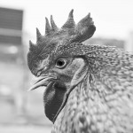 Bronx Rooster by Marisol Díaz